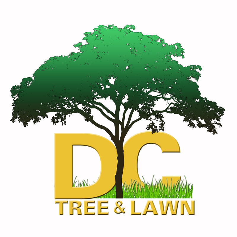 Davids Complete Tree Lawn David S, Professional Landscaping Services Anderson Indiana